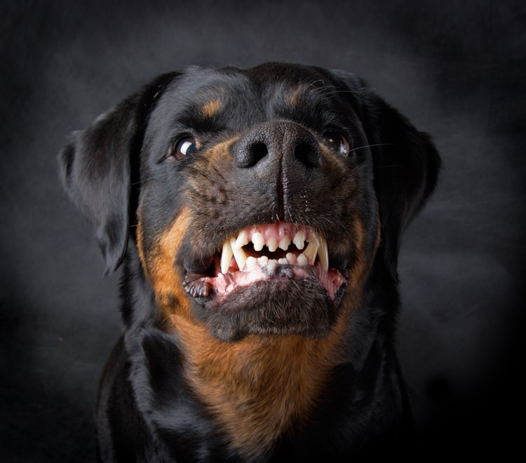Bidske hunde i almene lejeboliger || shutterstock_28553435.jpg