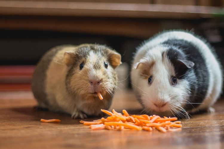 To hamster, der spiser. || BM-Husorden-kat.jpg