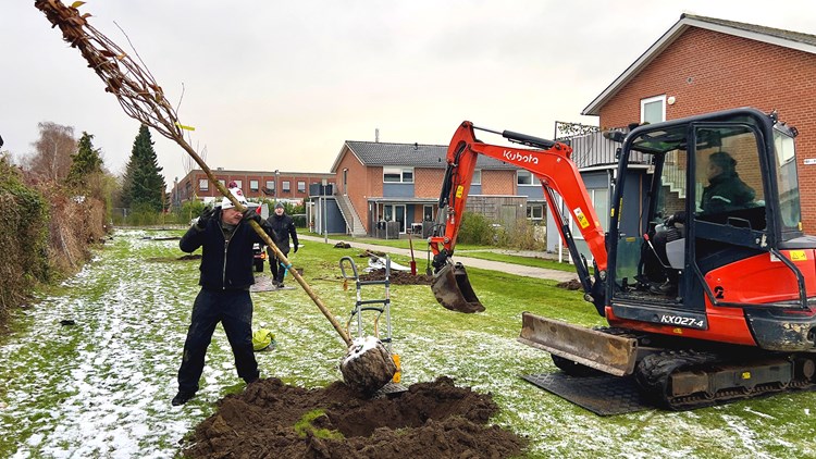 || Domearoedovre Trae Grave 1600X900