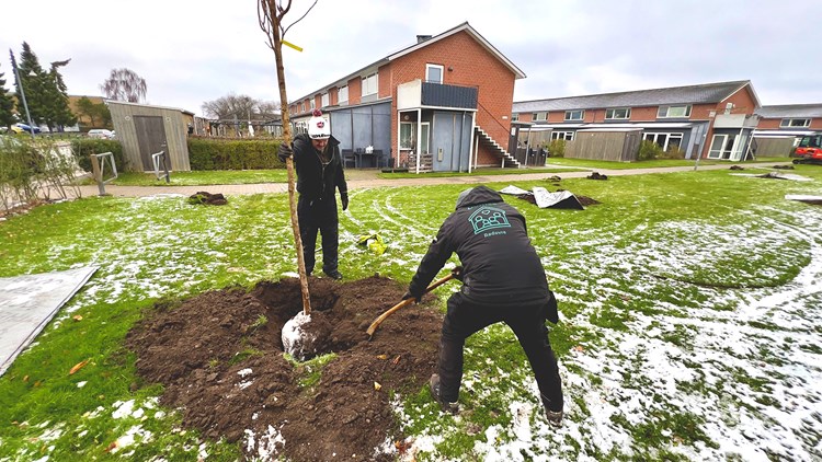 || Domearoedovre Trae Plante 1600X900