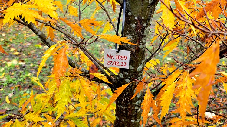 || Domearoedovre Trae Skilt Nummer RK 1600X900